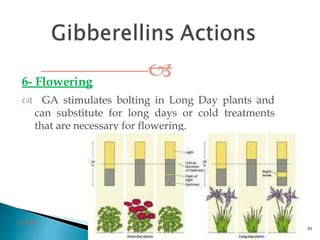 6- Flowering
 GA stimulates bolting in Long Day plants and
can substitute for long days or cold treatments
that are necessary for flowering.
3/2/2014
81
 
