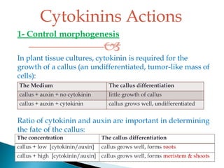 1- Control morphogenesis

In plant tissue cultures, cytokinin is required for the
growth of a callus (an undifferentiated, tumor-like mass of
cells):
Cytokinins Actions
Ratio of cytokinin and auxin are important in determining
the fate of the callus:
The Medium The callus differentiation
callus + auxin + no cytokinin little growth of callus
callus + auxin + cytokinin callus grows well, undifferentiated
The concentration The callus differentiation
callus + low [cytokinin/auxin] callus grows well, forms roots
callus + high [cytokinin/auxin] callus grows well, forms meristem & shoots
 