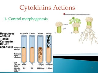 Cytokinins Actions
1- Control morphogenesis
51
 