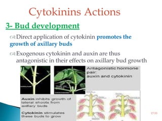 3- Bud development
Direct application of cytokinin promotes the
growth of axillary buds
Exogenous cytokinin and auxin are thus
antagonistic in their effects on axillary bud growth
Cytokinins Actions
17-53
 