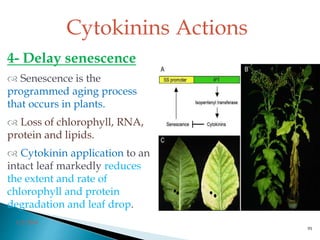 4- Delay senescence
 Senescence is the
programmed aging process
that occurs in plants.
 Loss of chlorophyll, RNA,
protein and lipids.
 Cytokinin application to an
intact leaf markedly reduces
the extent and rate of
chlorophyll and protein
degradation and leaf drop.
Cytokinins Actions
3/2/2014
91
 