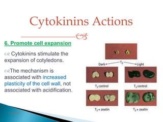 Cytokinins Actions
6. Promote cell expansion
 Cytokinins stimulate the
expansion of cotyledons.
The mechanism is
associated with increased
plasticity of the cell wall, not
associated with acidification.
56
3/2/2014
 