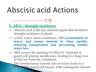 
1- ABA—drought resistance
 Abscisic acid is the key internal signal that facilitates
drought resistance in plants
 Under water stress conditions, ABA accumulates in
leaves and causes stomata to close rapidly,
reducing transpiration and preventing further
water loss.
 ABA causes the opening of efflux K+ channels in
guard cell plasma membranes, leading to a huge loss
of this ion from the cytoplasm.
 The simultaneous osmotic loss of water leads to a
decrease in guard cell turgor, with consequent closureof stomata.
3/2/2014
59
 