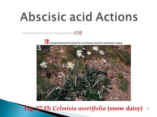 Fig. 17.15: Celmisia aseriifolia (snow daisy)3/2/2014 62
 