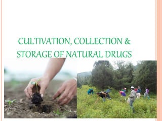 CULTIVATION, COLLECTION &
STORAGE OF NATURAL DRUGS
 