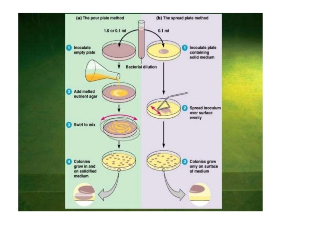 Cultivation of bacteria and culture methods