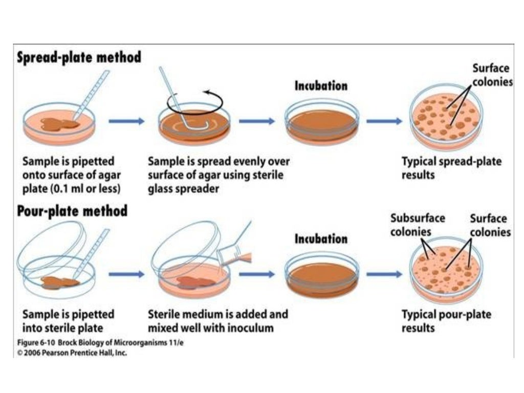 Bacteria Cultivation