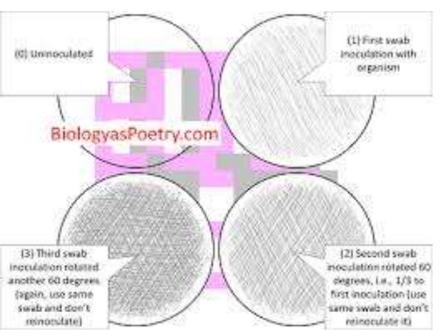 Cultivation of bacteria ppt- NIMISHA