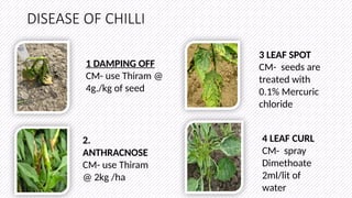 CULTIVATION OF CHILLI.pptx full detailed presentation | PPTX