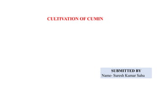CULTIVATION OF CUMIN
SUBMITTED BY
Name- Suresh Kumar Sahu
 