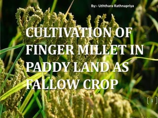 CULTIVATION OF
FINGER MILLET IN
PADDY LAND AS
FALLOW CROP
1
By:- Uththara Rathnapriya
 