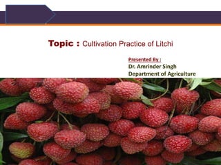 1
Topic : Cultivation Practice of Litchi
Presented By :
Dr. Amrinder Singh
Department of Agriculture
 