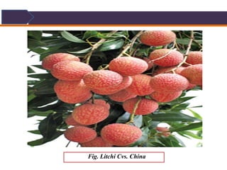 Cultivation of Litchi