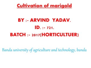 Cultivation of marigold
BY :- ARVIND YADAV.
ID. :- 721.
BATCH :- 2017(HORTICULTUER)
Banda university of agriculture and technology, banda
 