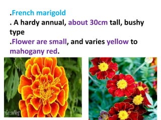 Cultivation of marigold. production technology of marigold .