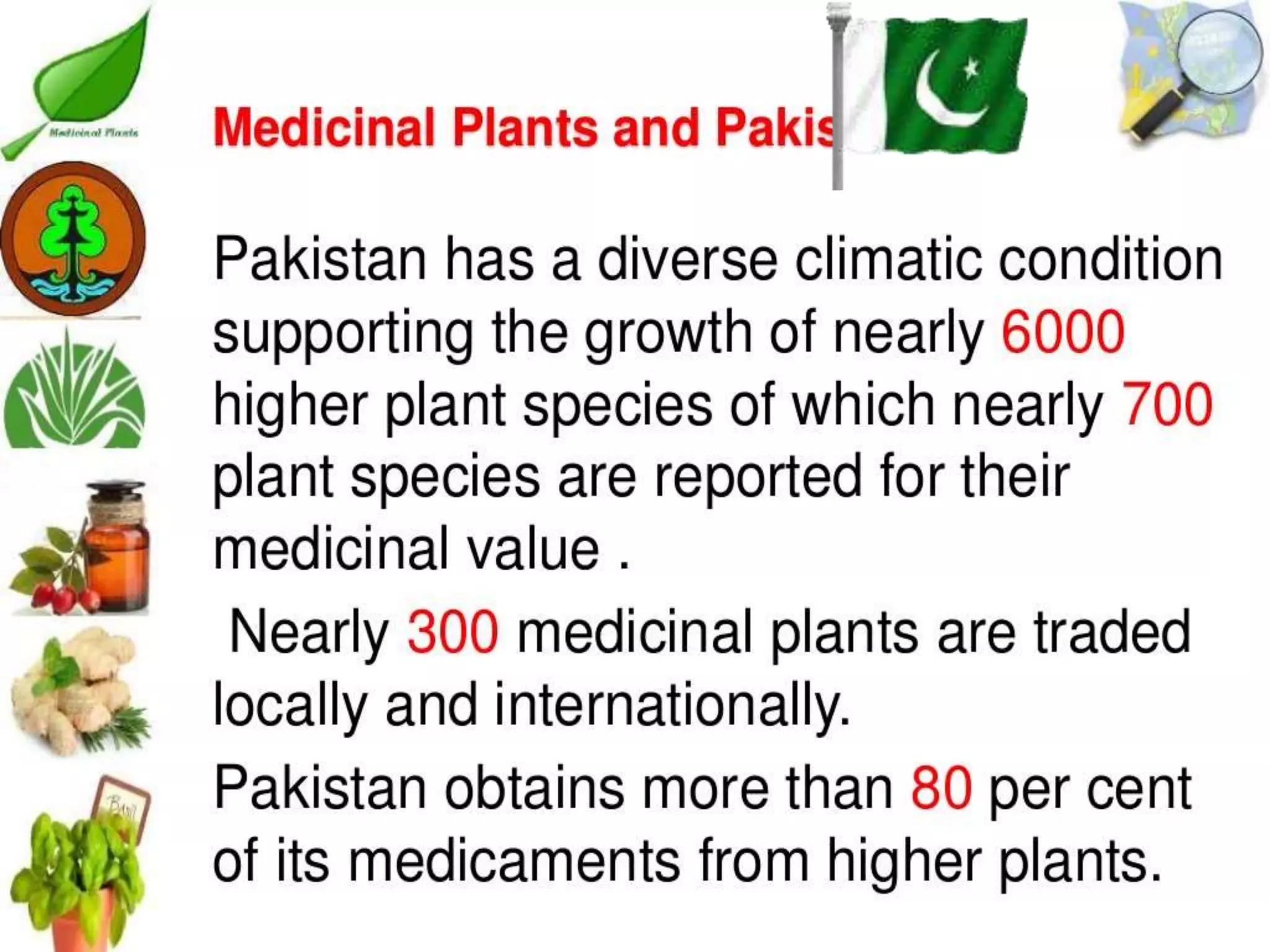 Cultivation of medicinal plants in pakistan In Pakistan By Mr Allah Dad ...