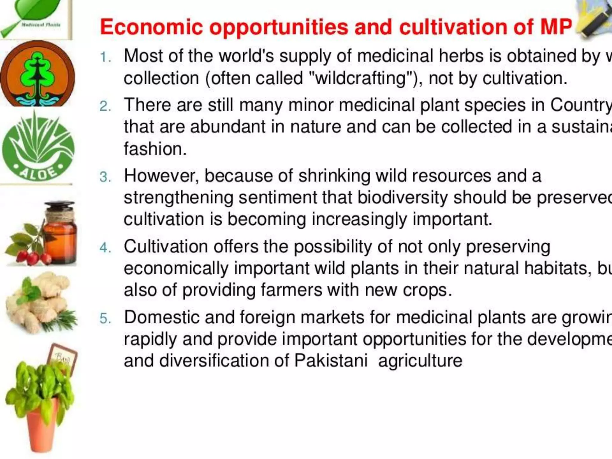 Cultivation of medicinal plants in pakistan In Pakistan By Mr Allah Dad ...