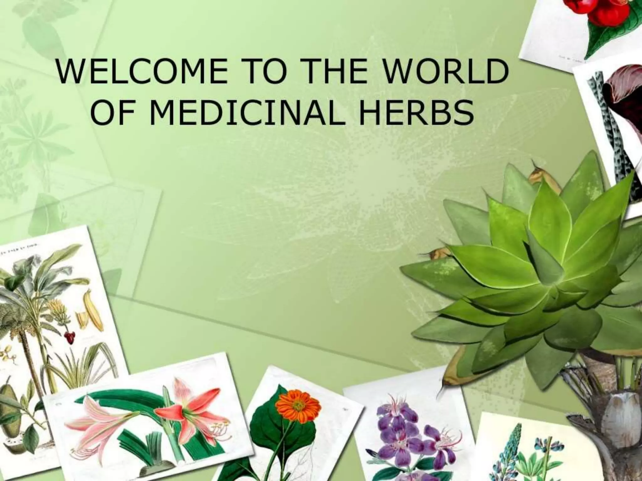 Cultivation of medicinal plants in pakistan In Pakistan By Mr Allah Dad ...