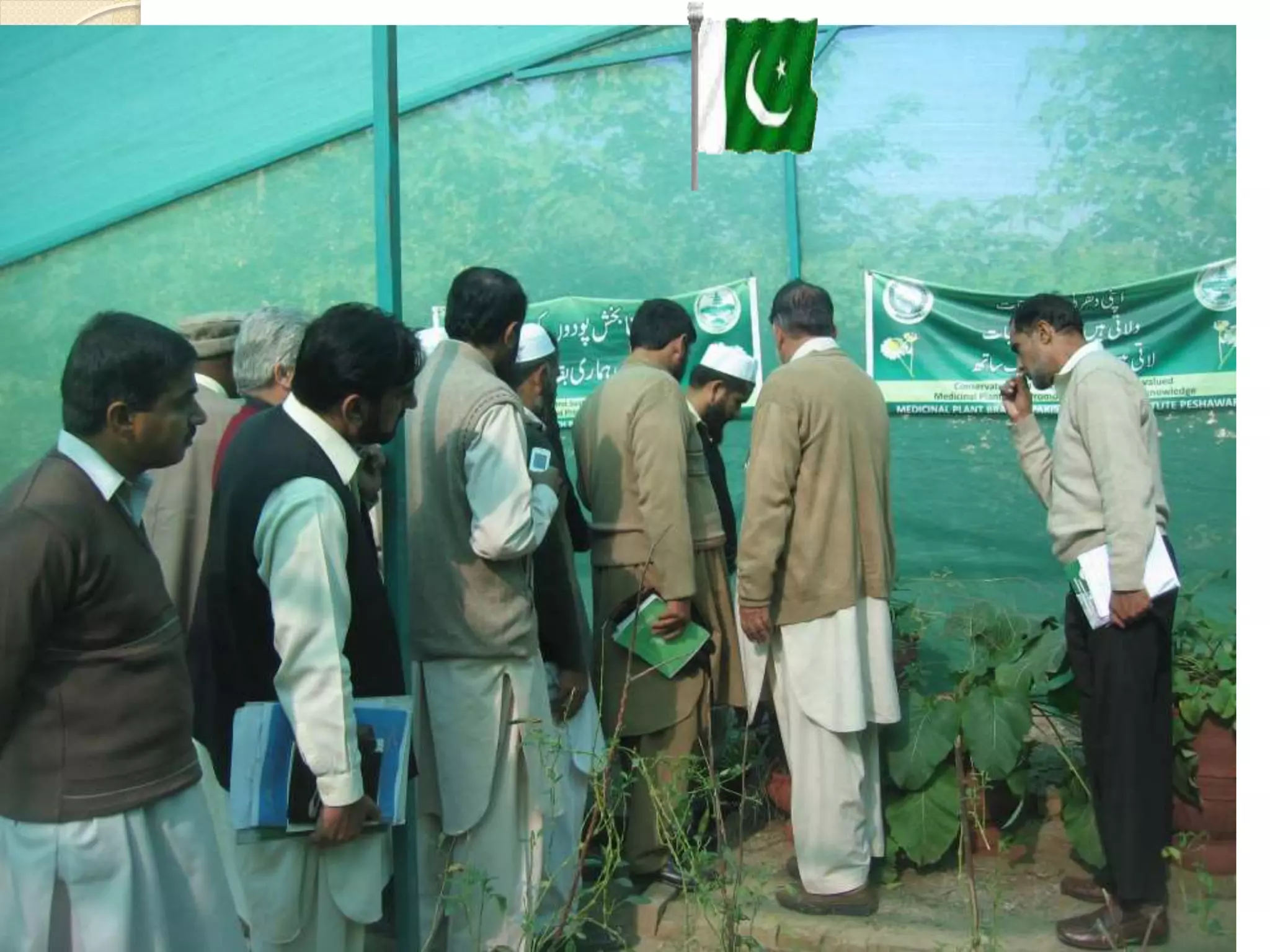 Cultivation of medicinal plants in pakistan In Pakistan By Mr Allah Dad ...