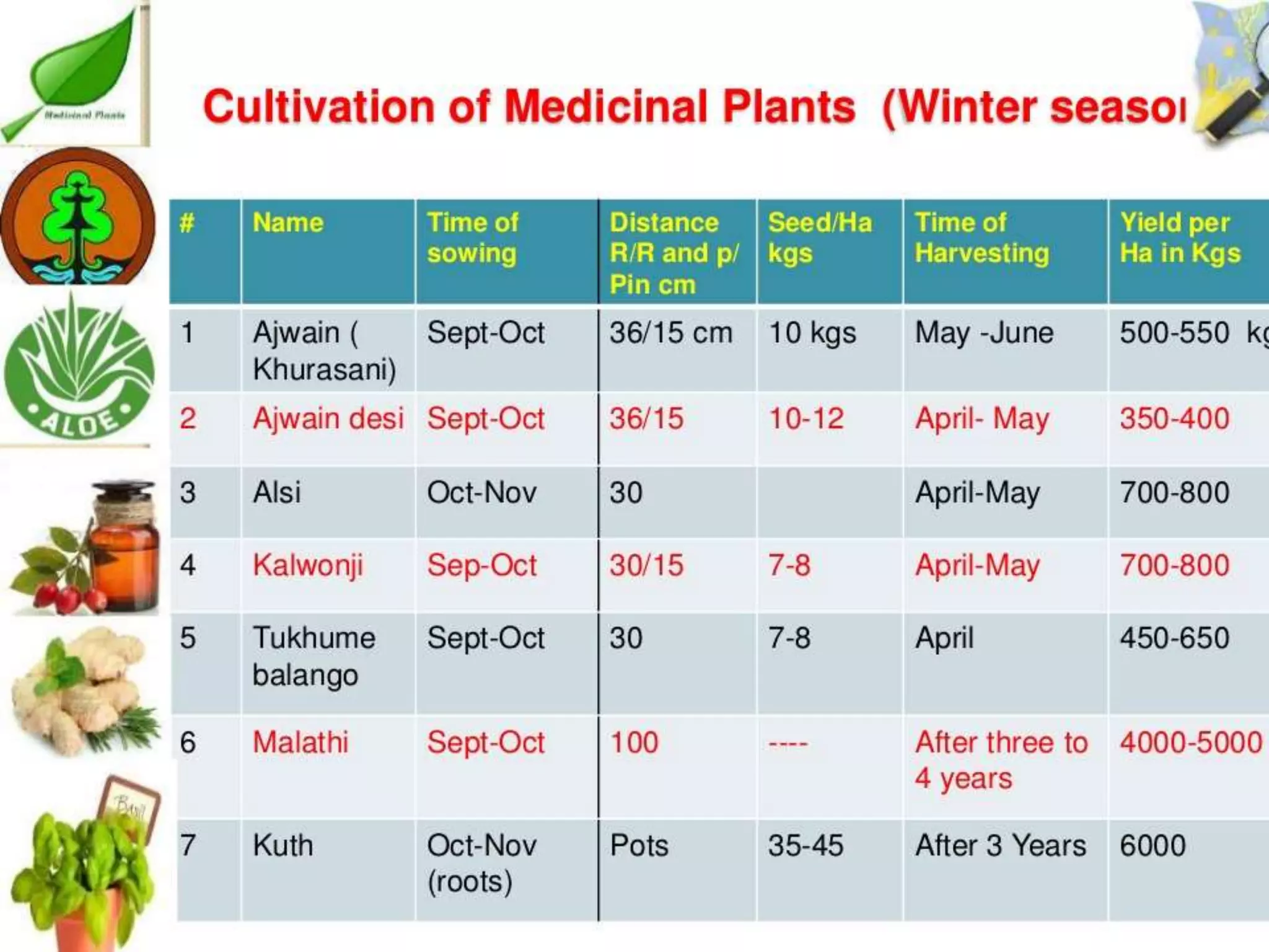 Cultivation of medicinal plants in pakistan In Pakistan By Mr Allah Dad ...
