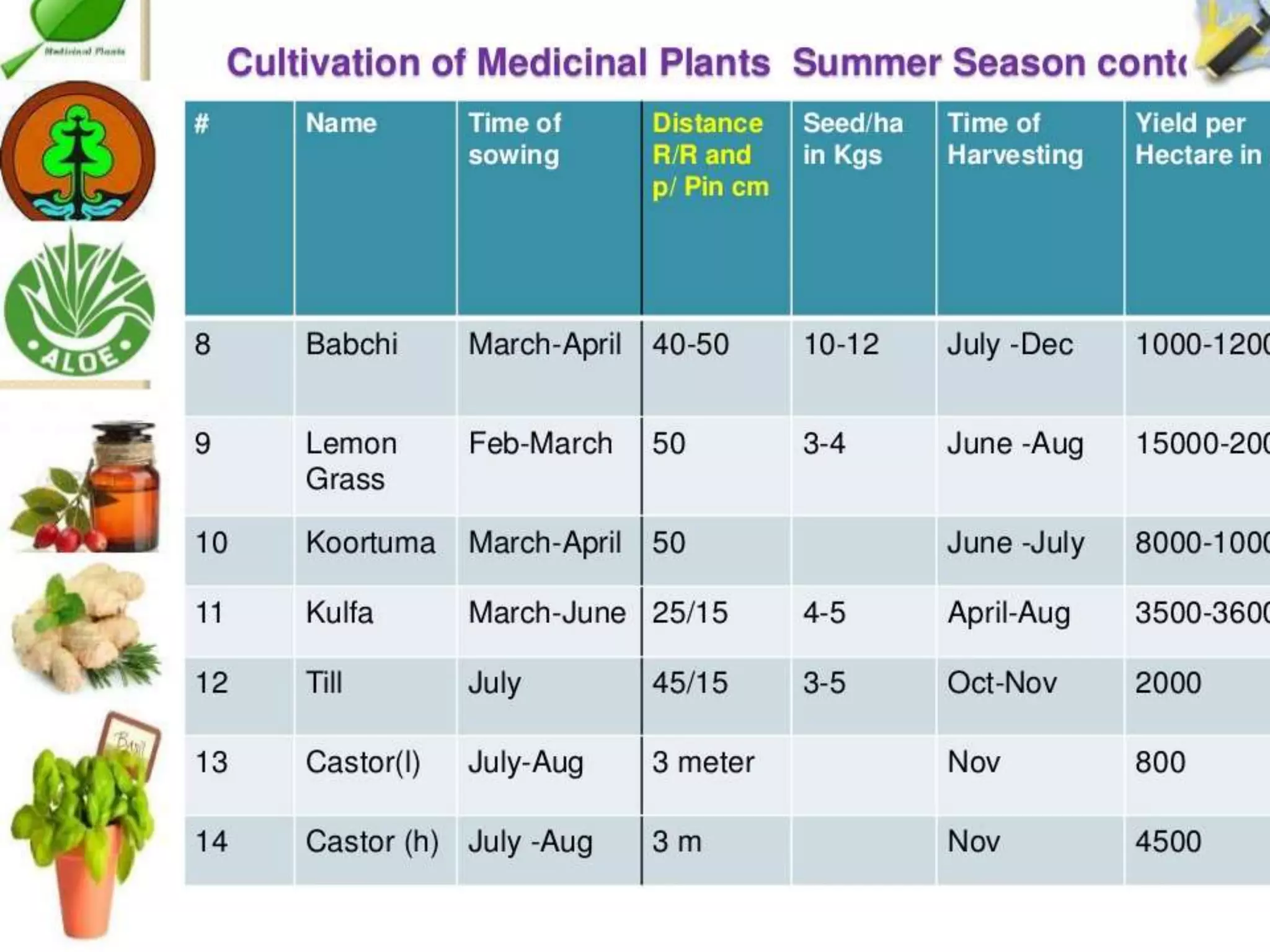 Cultivation of medicinal plants in pakistan In Pakistan By Mr Allah Dad ...
