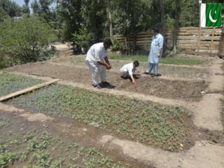 Cultivation of medicinal plants in pakistan In Pakistan By Mr Allah Dad ...