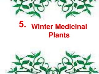 Cultivation of medicinal plants in pakistan In Pakistan By Mr Allah Dad ...