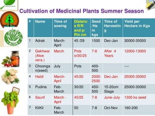 Cultivation of medicinal plants in pakistan In Pakistan By Mr Allah Dad ...