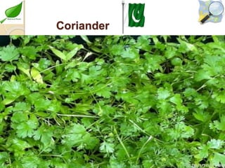 Cultivation of medicinal plants in pakistan In Pakistan By Mr Allah Dad ...