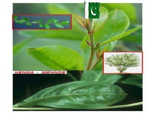 Cultivation of medicinal plants in pakistan In Pakistan By Mr Allah Dad ...
