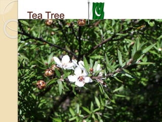 Cultivation of medicinal plants in pakistan In Pakistan By Mr Allah Dad ...