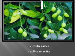 Cultivation of medicinal plants in pakistan In Pakistan By Mr Allah Dad ...