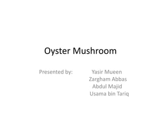 Oyster Mushroom
Presented by: Yasir Mueen
Zargham Abbas
Abdul Majid
Usama bin Tariq
 