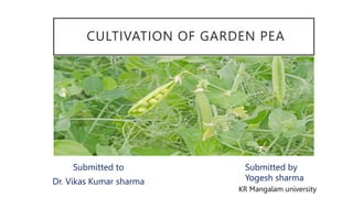 CULTIVATION OF GARDEN PEA
Submitted to
Dr. Vikas Kumar sharma
Submitted by
Yogesh sharma
KR Mangalam university
 