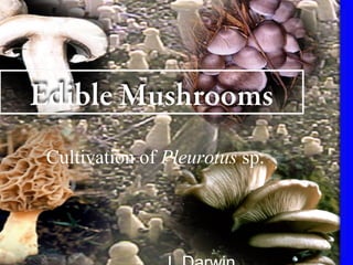 Edible Mushrooms
Cultivation of Pleurotus sp.
 