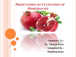 PRESENTATION ON CULTIVATION OF
POMEGRANATE
Submitted To :
Dr. Amarjit Kaur
Submitted By :
Mandeep Kaur
 