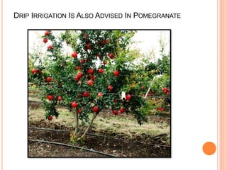 Cultivation of pomegranate 