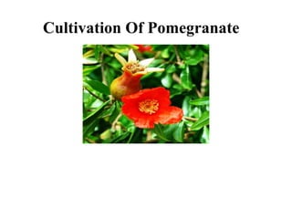 Cultivation Of Pomegranate
 