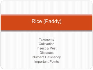 Taxonomy
Cultivation
Insect & Pest
Diseases
Nutrient Deficiency
Important Points
Rice (Paddy)
 