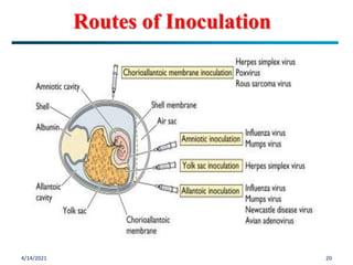 Puncture Inoculation Cultivation of viruses | PPTX