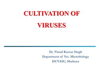 CULTIVATION OF
VIRUSES
Dr. Vinod Kumar Singh
Department of Vet. Microbiology
DUVASU, Mathura
 