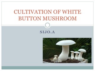 SIJO.A
CULTIVATION OF WHITE
BUTTON MUSHROOM
 