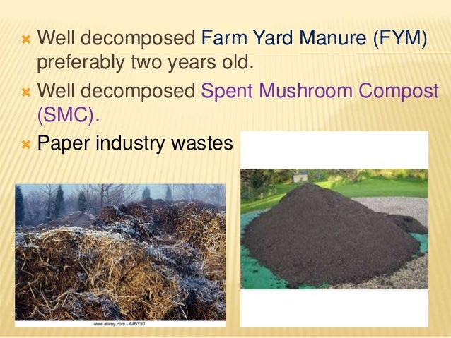 pics Button Mushroom Compost Preparation cultivation of white button mushroom