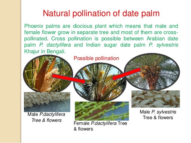 Cultivation practice of Arabian Date Palm P. dactylifera