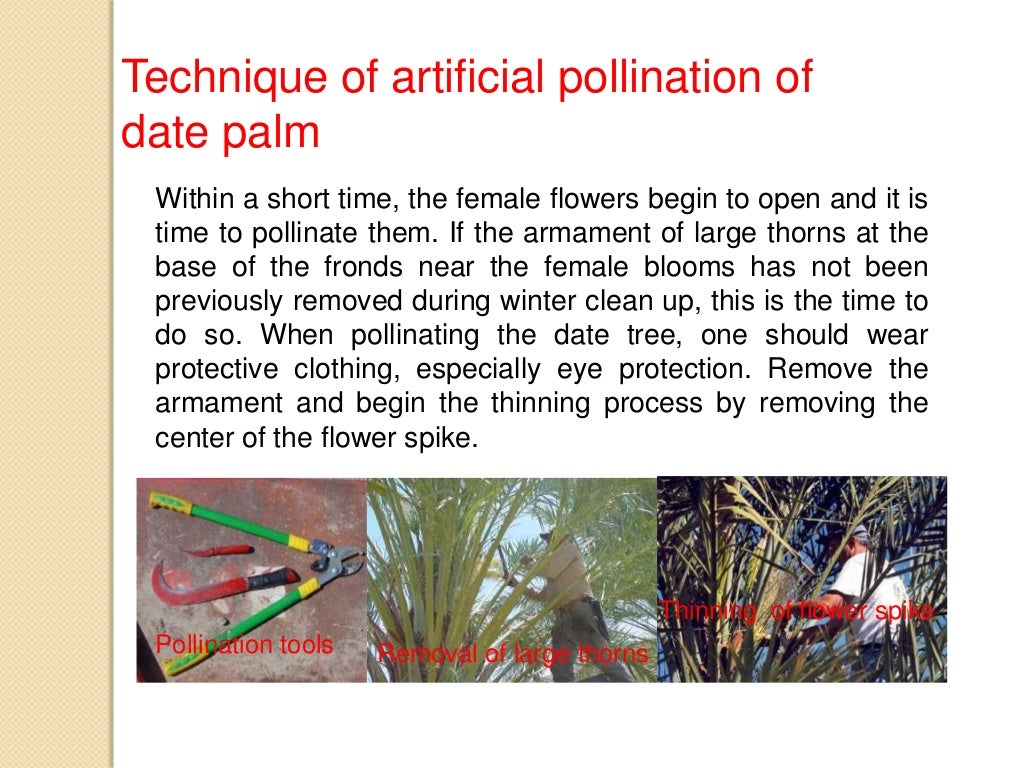 Cultivation practice of Arabian Date Palm P. dactylifera