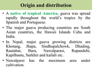 Guava Native Map Cultivation practice of Guava in nepal.pptx