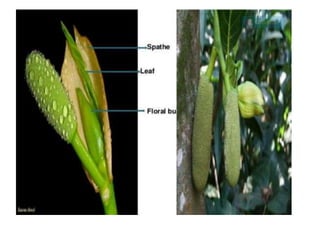 Cultivation Practice of Jackfruit in Nepal.pptx