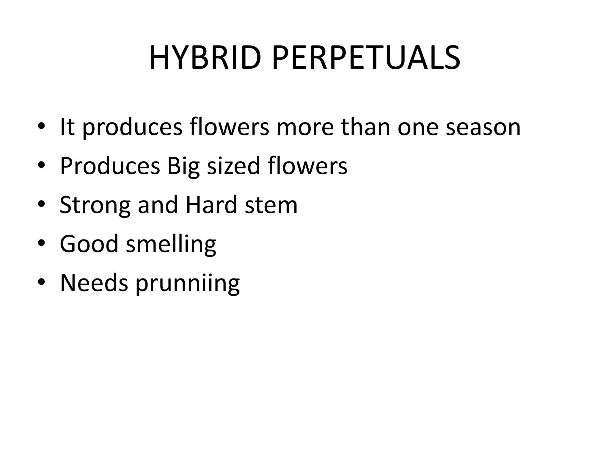 HYBRID PERPETUALS
• It produces flowers more than one season
• Produces Big sized flowers
• Strong and Hard stem
• Good smelling
• Needs prunniing
 