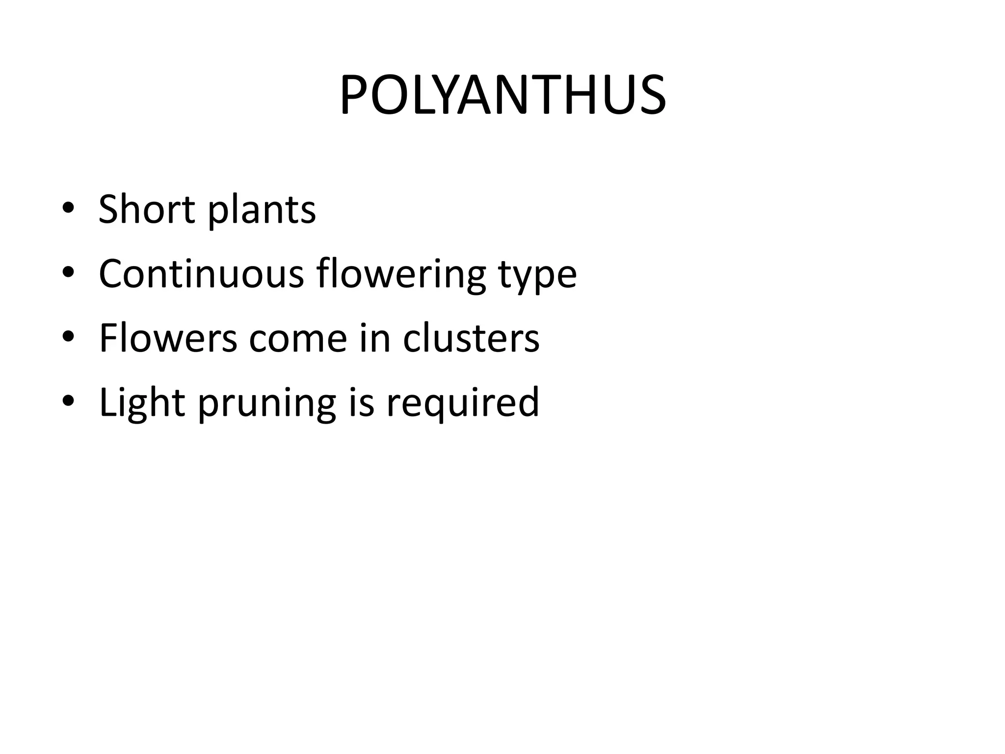 POLYANTHUS
• Short plants
• Continuous flowering type
• Flowers come in clusters
• Light pruning is required
 