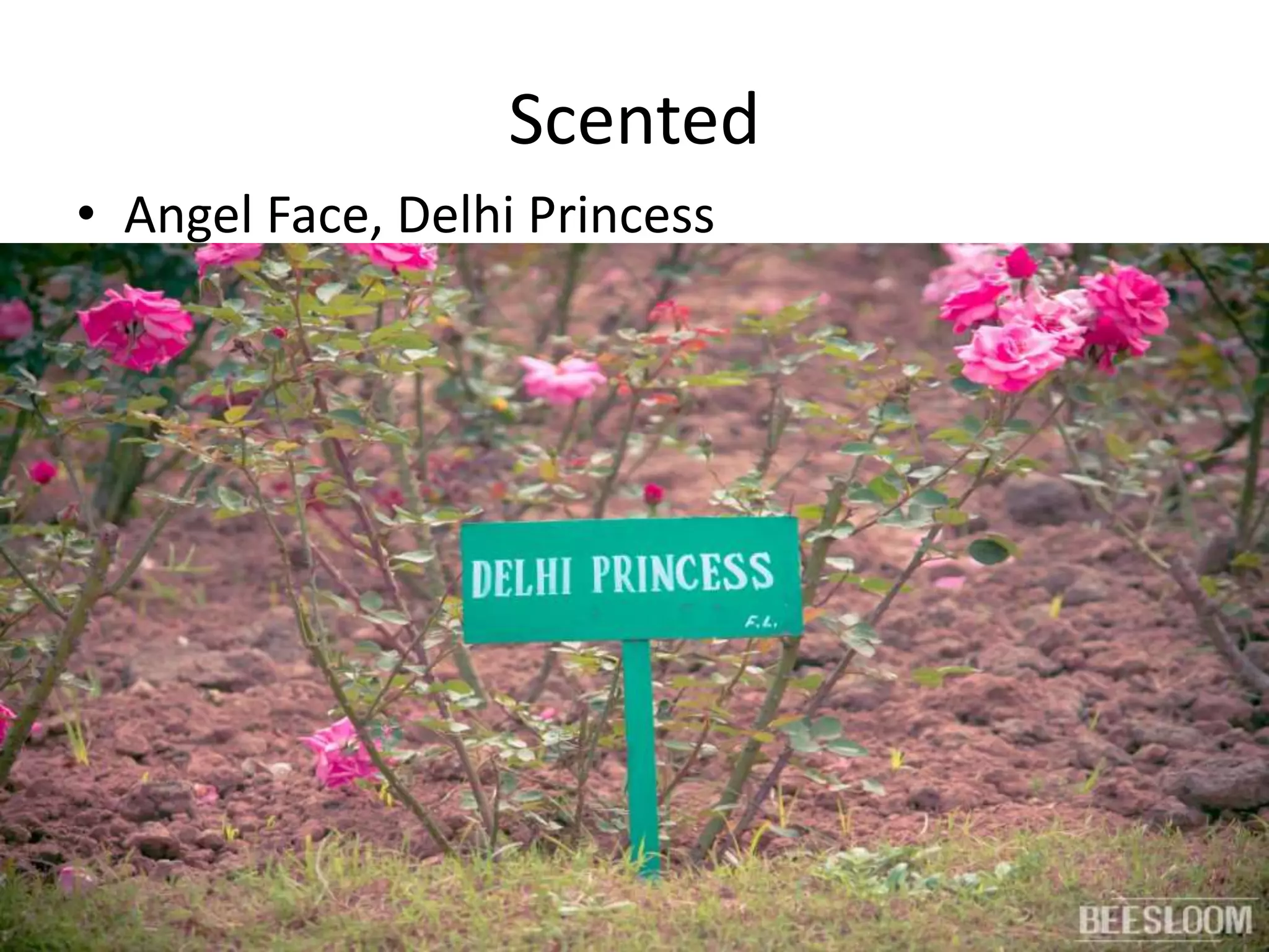 Scented
• Angel Face, Delhi Princess
 